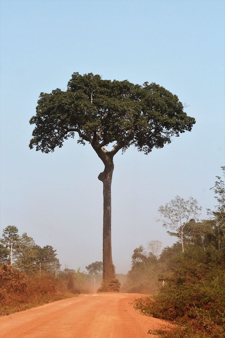 bertholletia excelsa, nuez de brasil, nuez amazónica, nuez boliviana, castaña, castañas, naturaleza, árbol, acre, bolivia