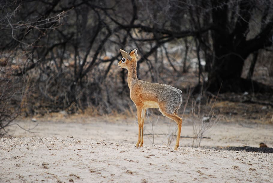 dikdik, antelope, kecil, mungil, namibia, afrika, tender, hewan di alam liar, tema hewan, hewan