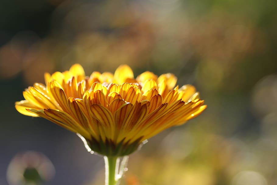 kuning, bunga daisy, mekar foto close-up, calendula, tanaman obat, alam, tanaman, musim panas, musim gugur, bunga