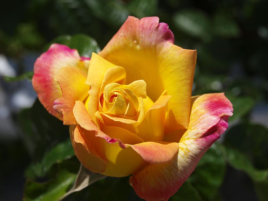 rosa, yellow rose, flowers, yellow flower, roses, floral, petals, flowering, summer, spring