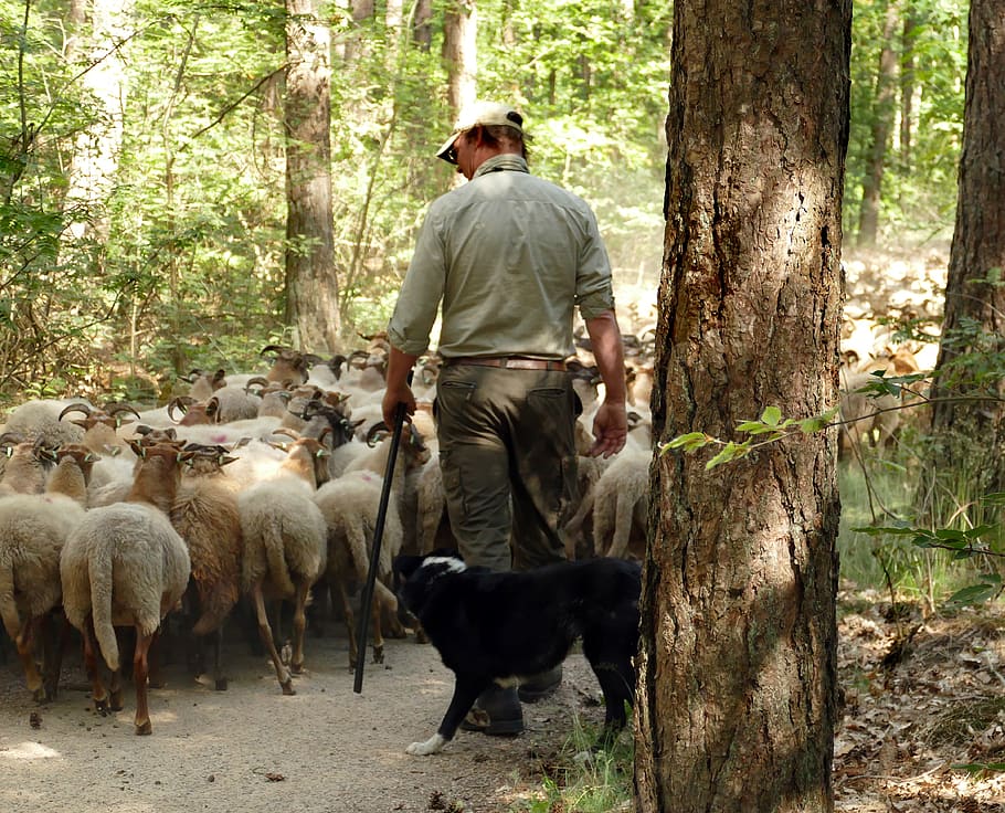 sheep, herd, shepherd, dog, send, lead, forest, food, natuuronderhoud, mammal