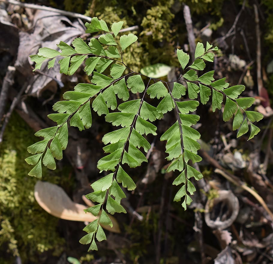 maidenhair fern, fern, plant, woods, forest, spring, nature, green, delicate, leaf