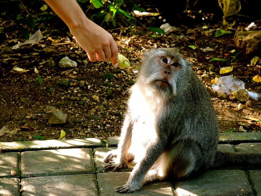 animal, ape, monkey, looking, banana, hand, feeding, cute, bali, wildlife