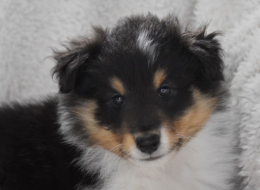 dog, puppy, male shetland sheepdog, pup, dog breed, color tri-color, cute, animal, one animal, pets