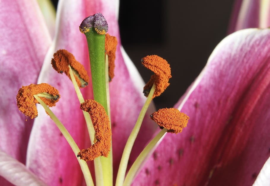 stamen, pistil, flower, lily, nature, pollen, flowering plant, plant, vulnerability, fragility