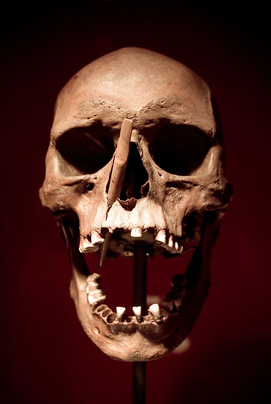 ベージュの頭蓋骨の装飾, 頭蓋骨, どくろ, 死, 骨, クリプト, スケルトン, 矢印, 矢じり, ハロウィーン