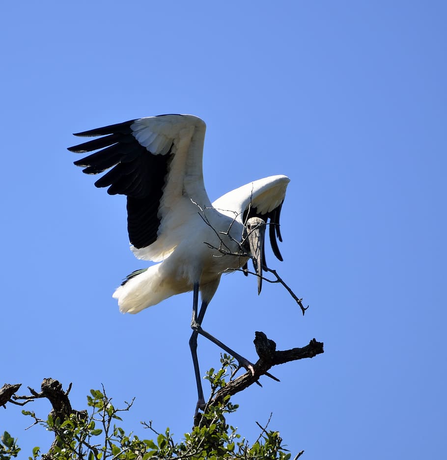 wood stork, stork, bird, nature, wildlife, white, wild, animal, flight, wings