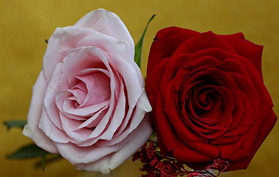 rosa, rojo, flor, rosa - flor, planta floreciendo, belleza en la naturaleza, pétalo, primer plano, planta, frescura