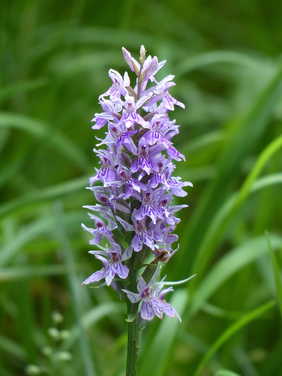 heath spotted orchid, orchid, flower, blossom, bloom, purple, spotted, dactylorhiza maculata, patch fingerwurz, perennial