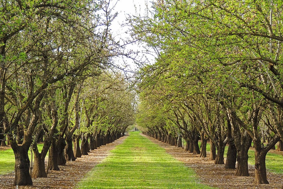 straight, pathway, inline trees, tree, nature, landscape, wood, branch, spring, orchard