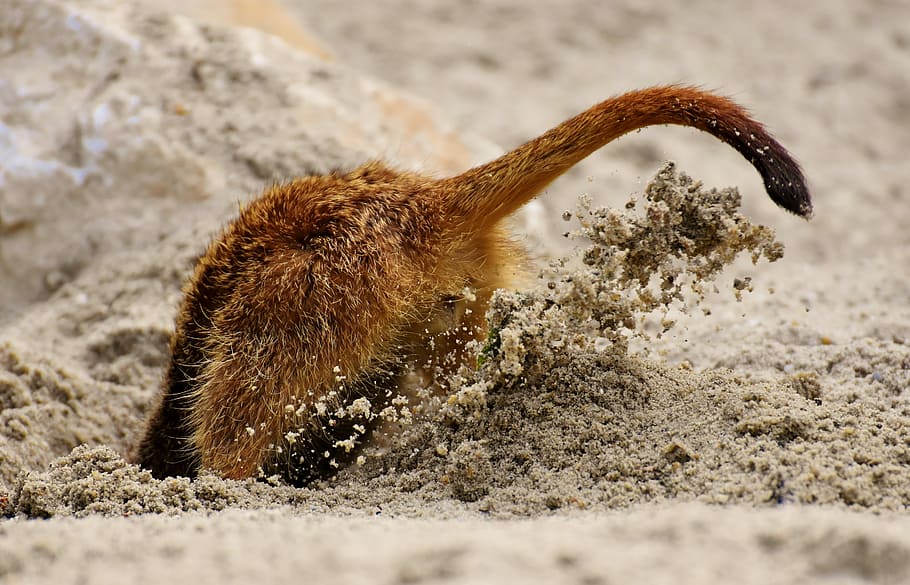 cavar, agujero, arena, durante el día, cabeza atascada en la arena, figura retórica, suricata, enraizamiento, naturaleza, zoológico