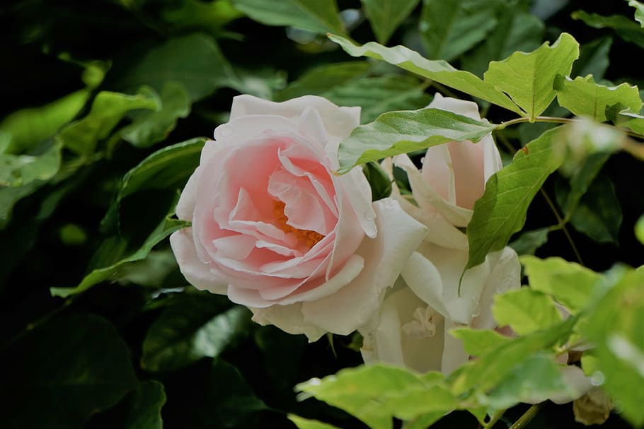 shallow, focus photography, white, pink, flower, blanche rose, fleur, flore, la nature, rose - flower
