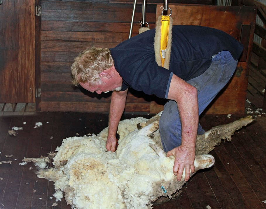sheep shearing, sheep, wool, shear, agriculture, livestock, herd animal, one person, real people, food and drink