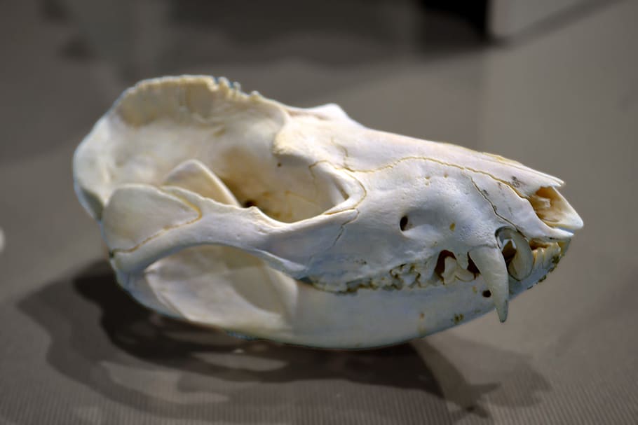 animal skull, skull, raccoon, dead, death, teeth, cranium, socket, white, black