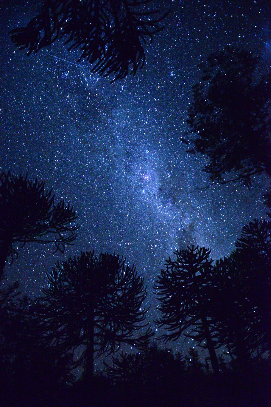 night, blue, star, sky, galaxies, trees, dark, universe, cosmos, space