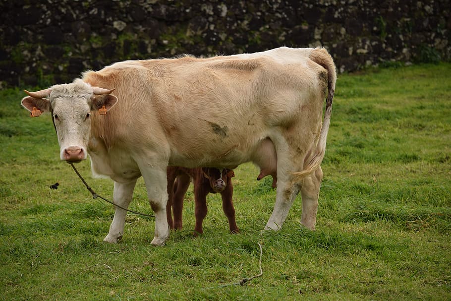 Calf, Cow, Love, Mammal, mother, baby, pasture, cattle, agriculture, farm