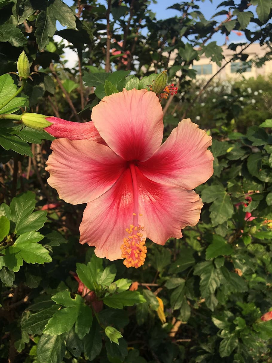 hibiscus, flowers, the pink flowers, plant, fragility, beauty in nature, flowering plant, freshness, vulnerability, flower