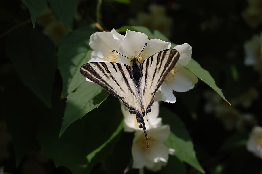 scarce swallowtail, butterfly, nature, flower, plant, leaf, beauty in nature, flowering plant, vulnerability, fragility