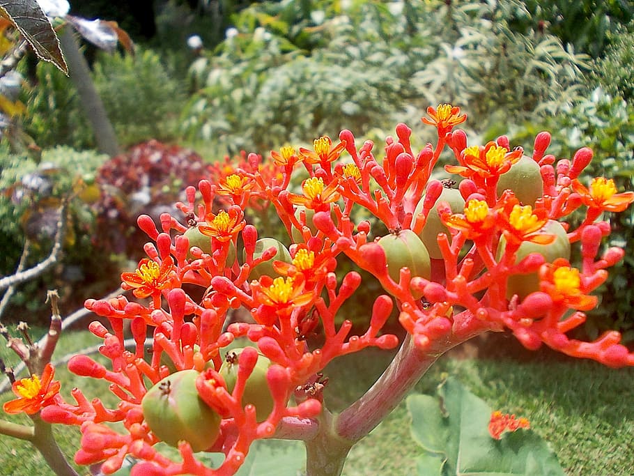 jatropha, exótica, roja, amarilla, frutas, sri, lanka, sri lanka, peradeniya, jardín