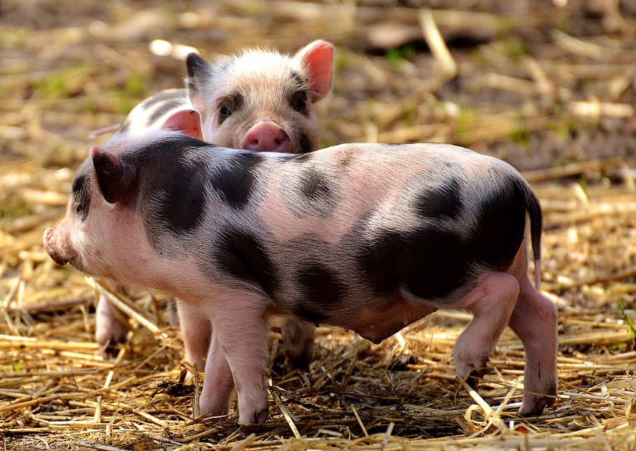 dua, babi, berdiri, tanah, babi kecil, mini, lucu, manis, mainkan, anak babi