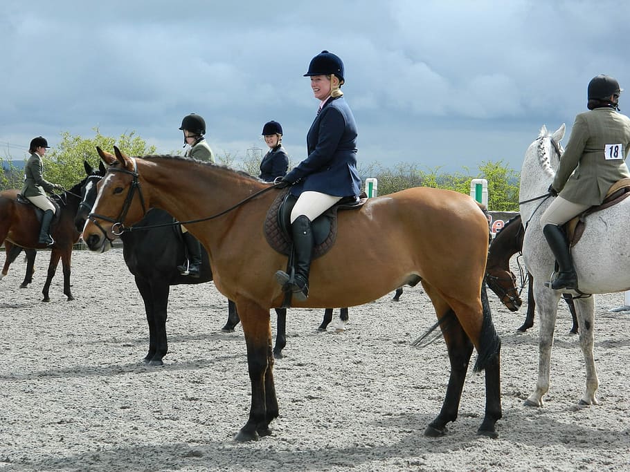 Rider, Tournament, Horse, Animal, stallion, farm, mammal, domestic, outdoor, rural