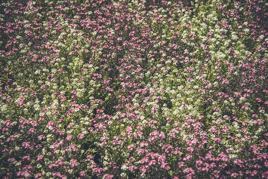 pink, white, petaled flower field, flower, petal, bloom, garden, plant, nature, autumn
