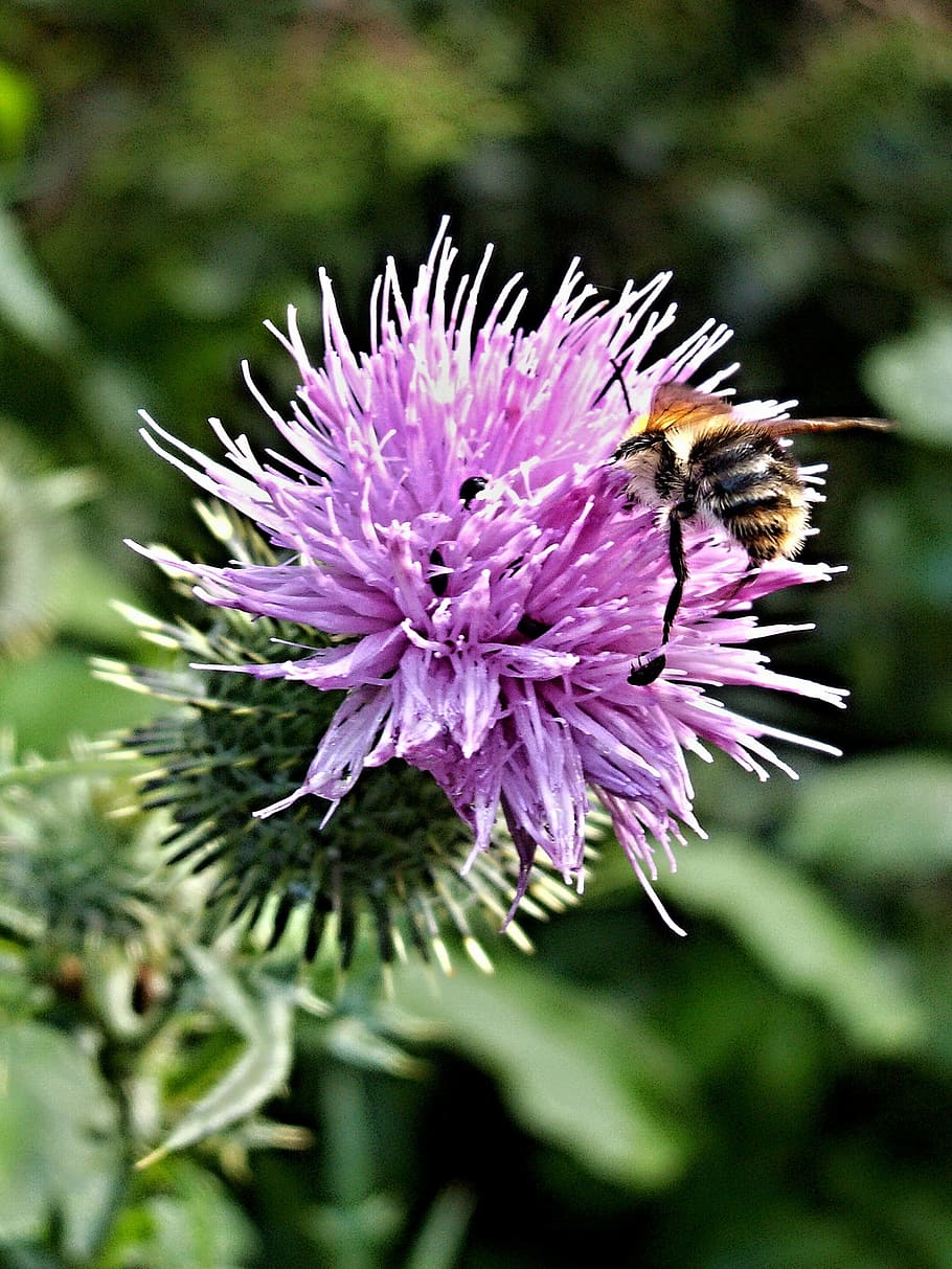 Thistle, Bumblebee, Bunga, Makro, Serangga, thistle bumblebee, ungu, lebah, satu hewan, alam