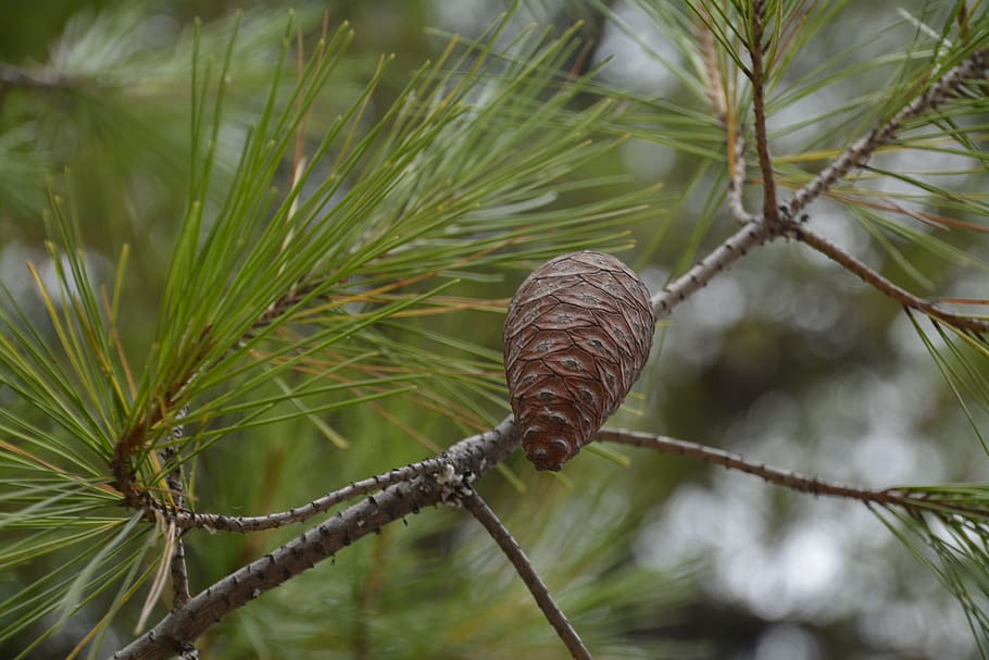 pine cone, coniferous, iglak, branch, cones, forest, nature, evergreen, sprig, summer