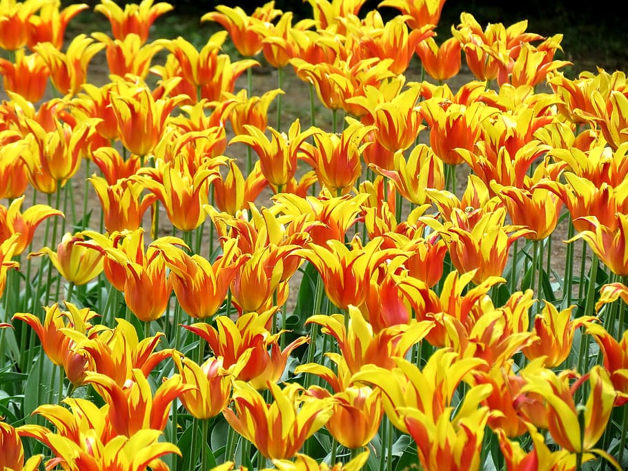 tulips, parrot, bright, garden, flower, fragility, flowering plant, vulnerability, plant, petal