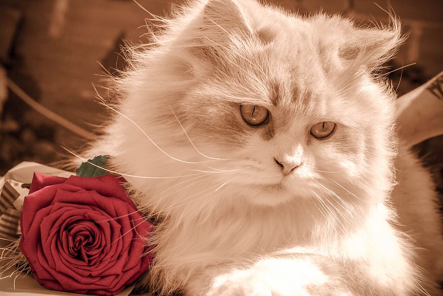 long-coated, white, cat, red, rose, kitten, pet, feline, kitty, domestic cat