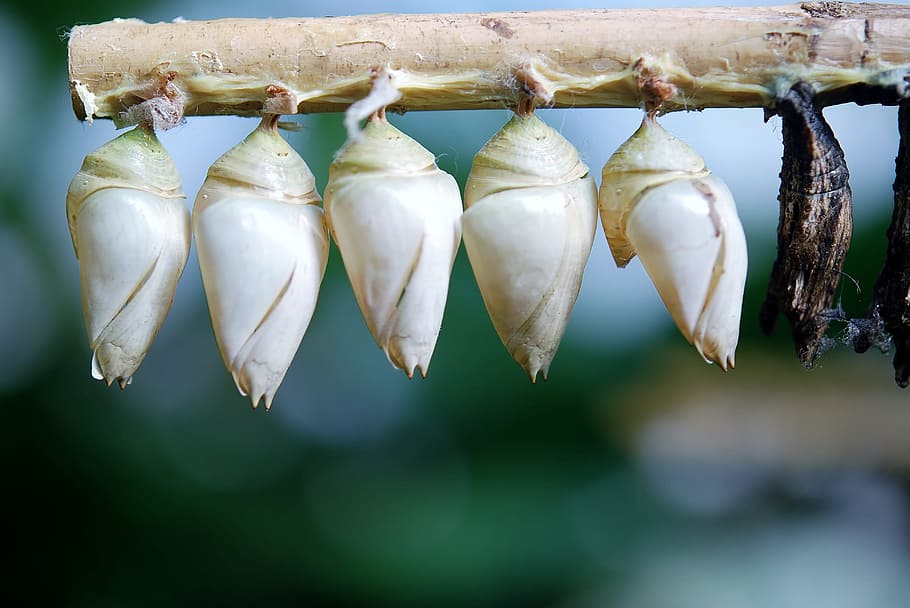 white, cocoons, hanged, tree, Cocoon, Butterfly, Larva, cocoon butterfly, larvae, butterflies