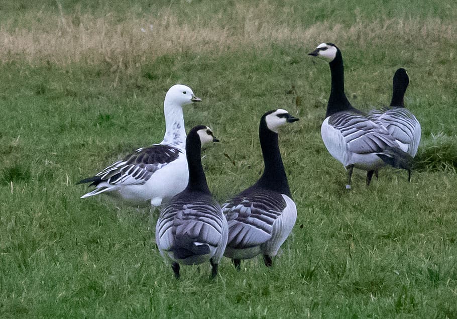 barnacle geese, geese, snow goose, hybrid, grass, birds, nature, waterfowl, migratory, animals in the wild