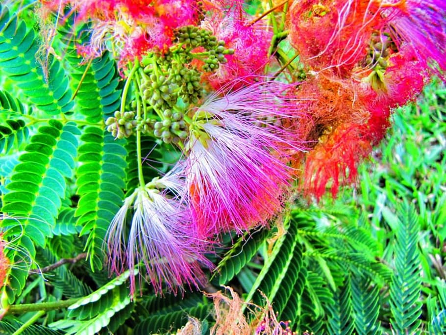 mimosa, tree, bloom, pink, nature, flower, plant, green color, close-up, flowering plant