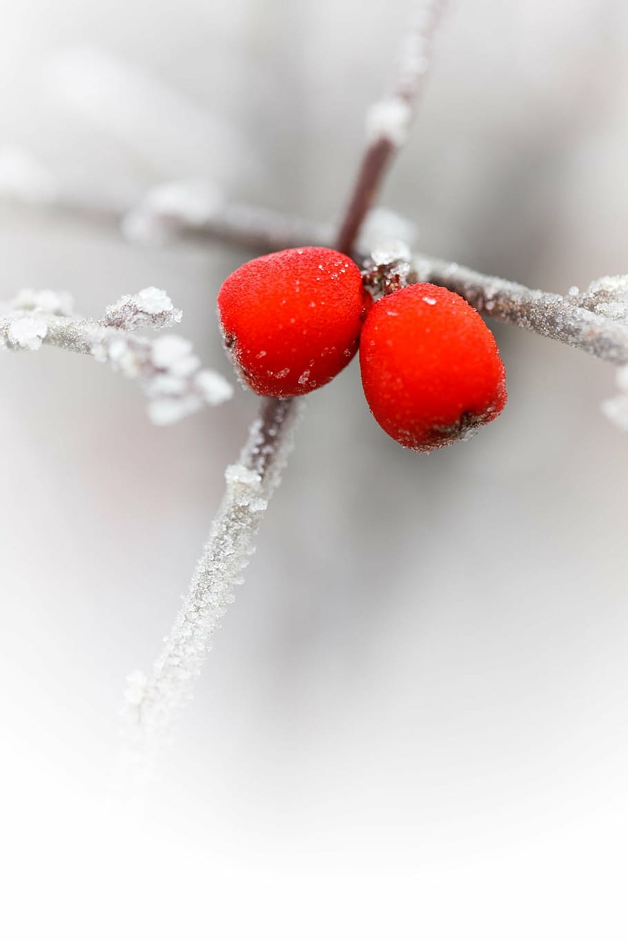 red berries, branch, cold, flora, ze, frost, frosty, frozen, hoar frost, ice