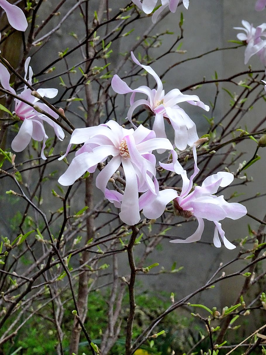magnolia stellata, arbustos en flor, flores, color rosa pálido, magnoliaceae, jardín, jardinería, horticultura, primavera, despliegue