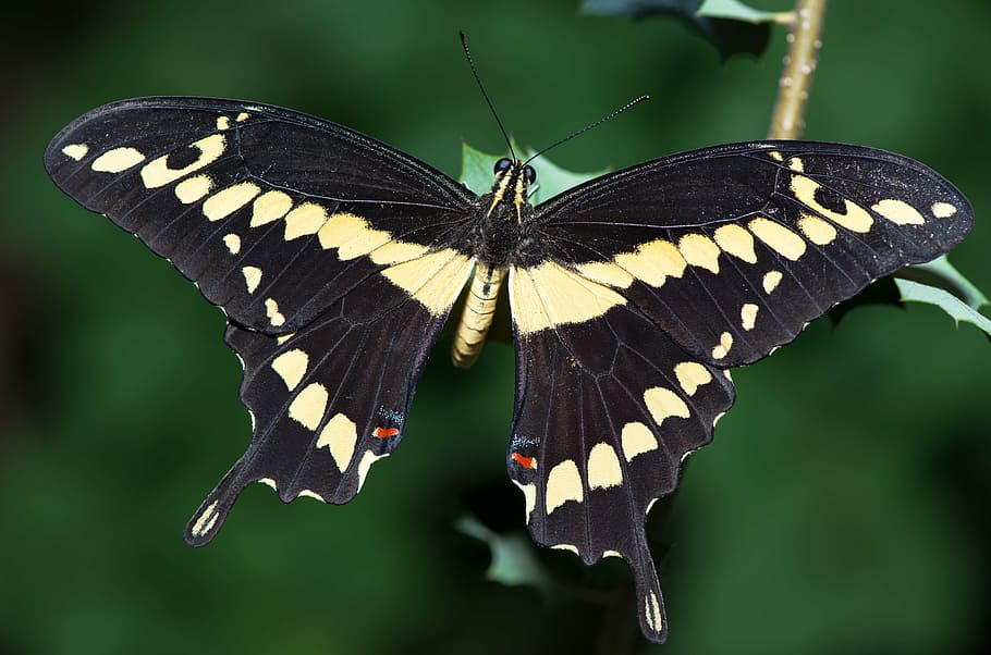 mariposa de cola de golondrina tigre, verde, planta de hoja, macro, mariposa, en, naturaleza, insecto, natural, ala