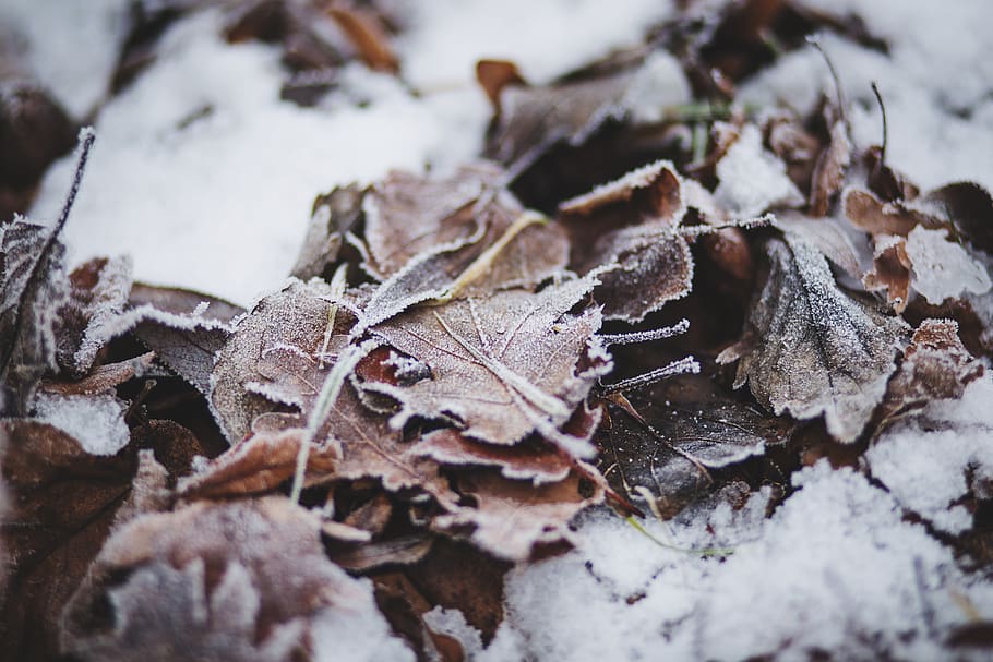 salju, dingin, beku, musim dingin, daun, alam, suhu dingin, merapatkan, bagian tanaman, kering