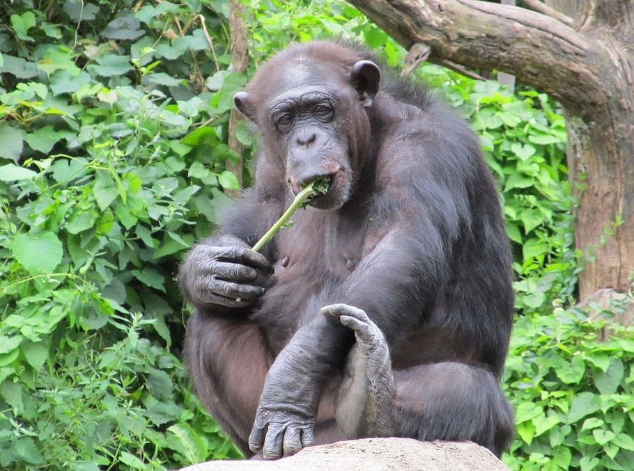 Chimpanzee, Monkey, sitting, looking, mammal, nature, cute, wildlife, primate, captive