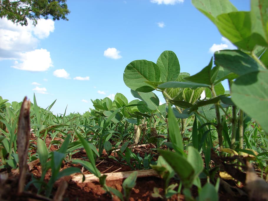 green leafed plants, plantation, soybeans, planting, grains, farm, cerrado, brazil, plant, growth