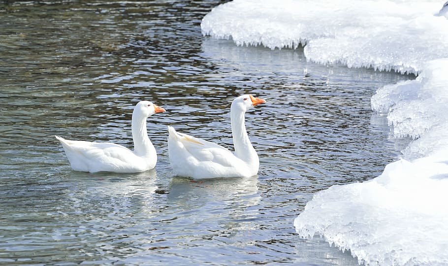 two, geese, body, water, ice, body of water, greater snow goose, wading birds, winter, nature