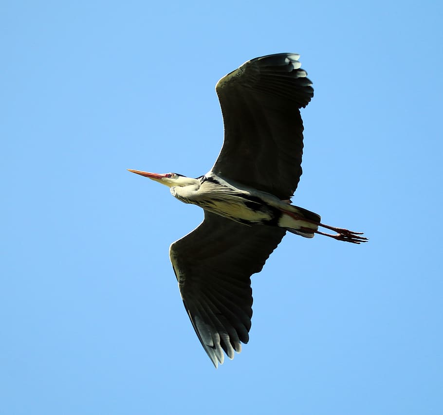 grey heron, wing, blue sky, animals in the wild, animal wildlife, animal, flying, animal themes, bird, one animal
