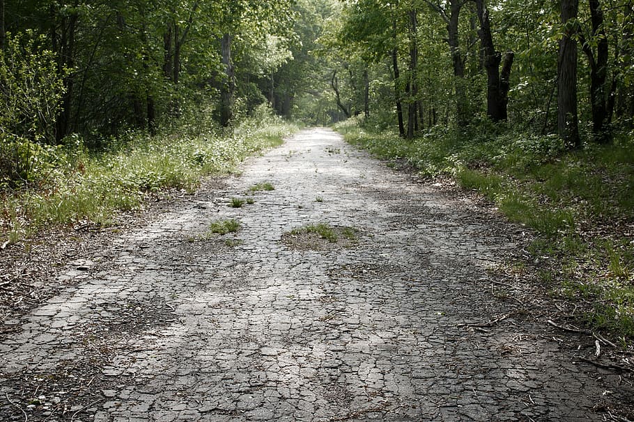 estrada abandonada, estrada, abandonado, asfalto, velho, caminho, árvore, o caminho a seguir, planta, floresta
