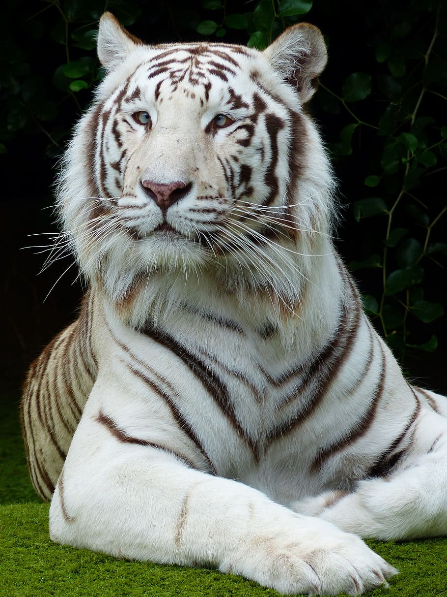 white, tiger, laying, green, grass, daytime, face, portrait, majestic, white bengal tiger