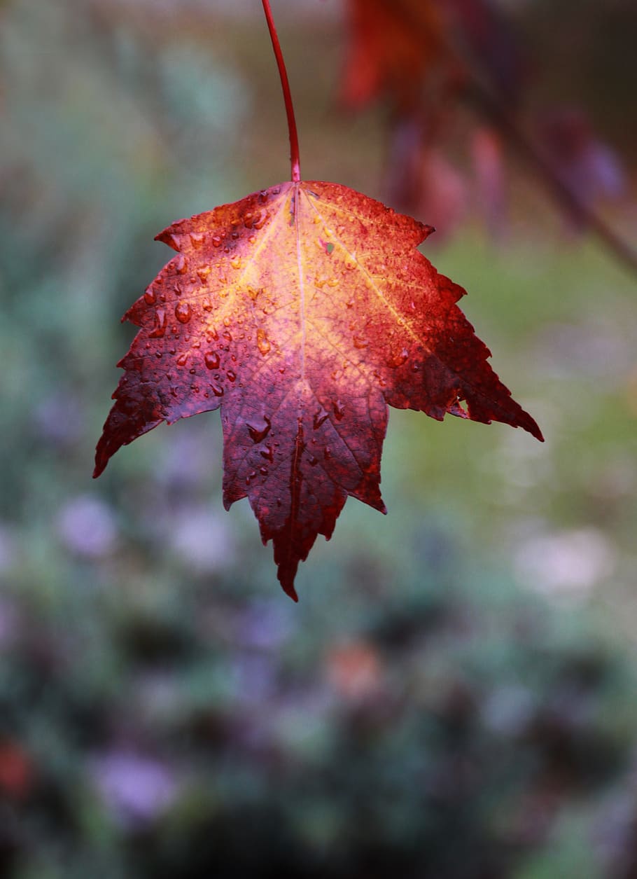 otoño, hoja, color, rojo, amarillo, se desvaneció, árbol, hojas, naturaleza, cálido