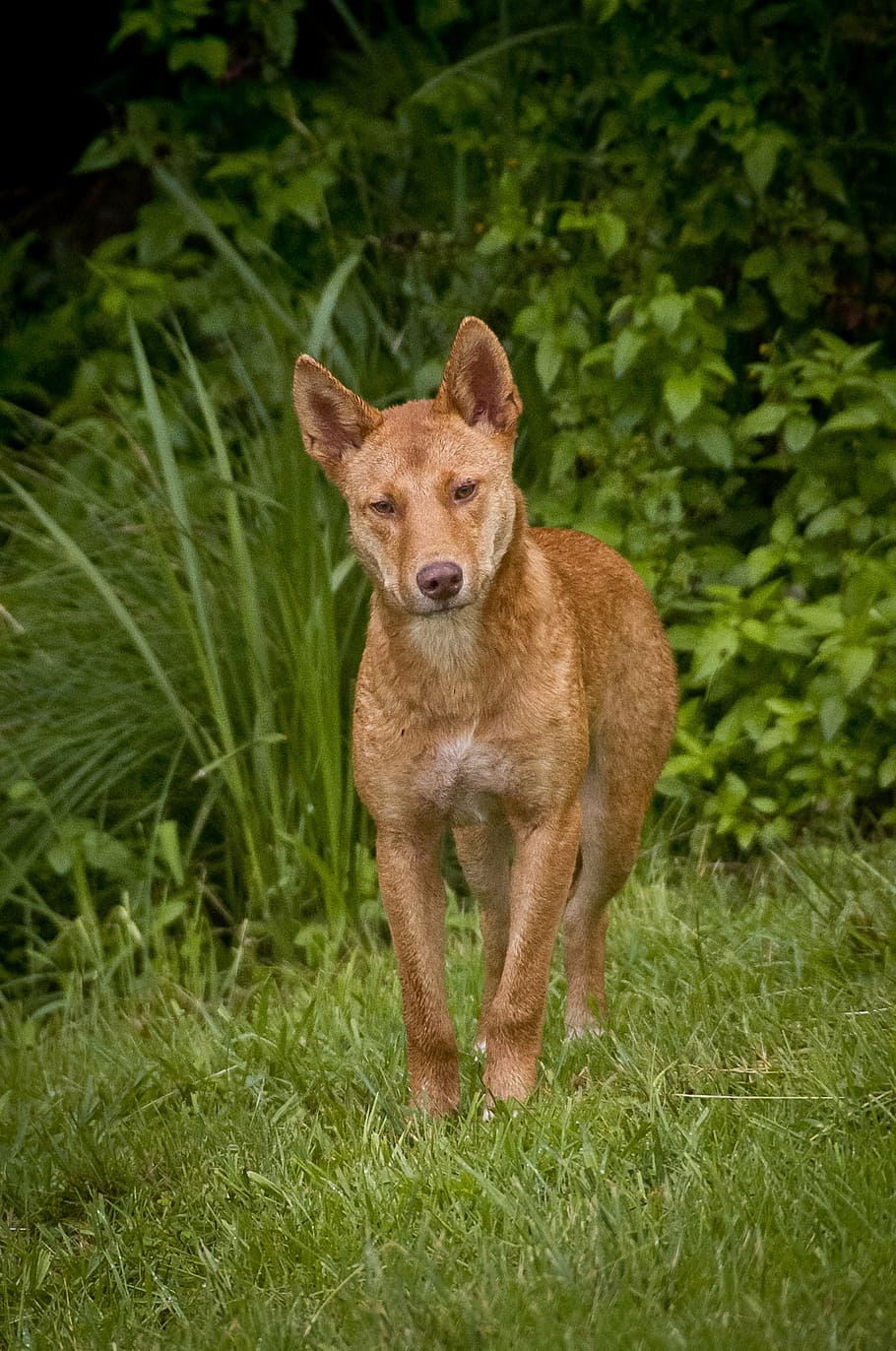medium short-coated, brown, dog, standing, grass, dingo, wild, australia, wolf, canine