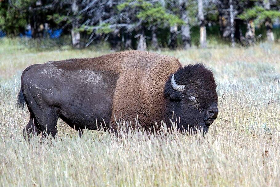yellowstone national park, wyoming, usa, bison, american bison, buffalo, animal themes, animal, animal wildlife, mammal