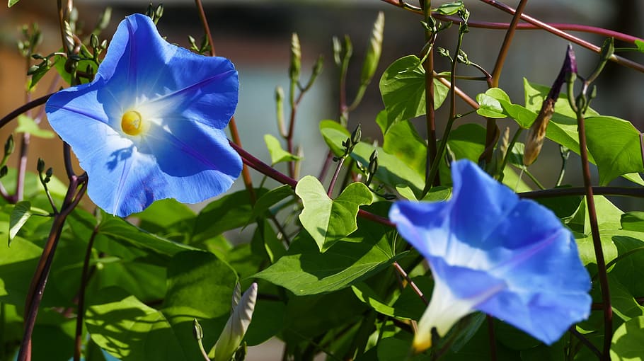 природа, сад, ipomoea hederacea, ипомея, лианы, бело-голубой, цвести, цветение, свет, солнце