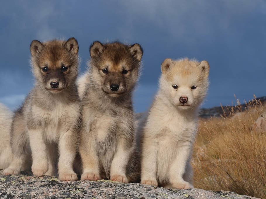 3, ロングコート, 茶色, 子犬, 灰色, 表面, 昼間, 犬, そり犬, グリーンランド