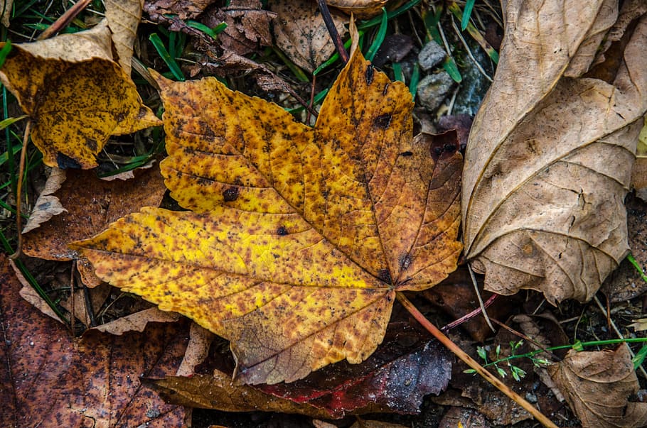 leaves, leaf, forest, autumn, fall foliage, tree, brown, fall color, nature, earth