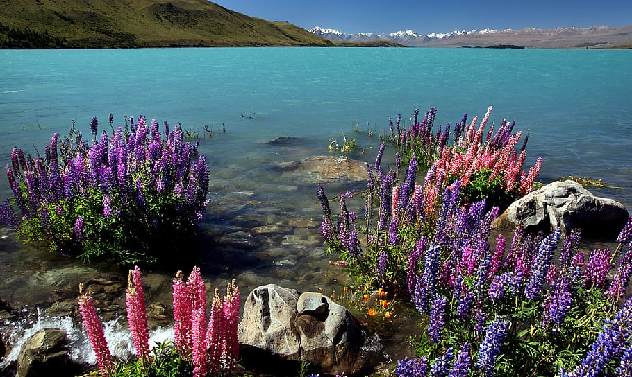Russell, Lupins, lago Tekapo, Nova Zelândia, corpo de água, pétalas, flores, ao lado, flor, planta de florescência